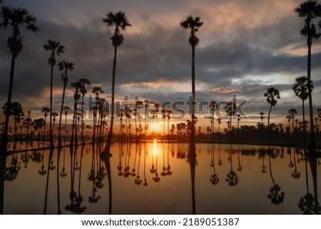 sunrise in the morning in the palm tree forest and reflected with water