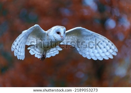 Barn Owl (Tyto alba) flying in an apple orchard with autumn colors in the background in Noord Brabant in the Netherlands                                    