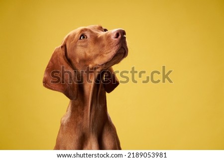 dog on on a yellow background. Charming and emotional Hungarian Vizsla