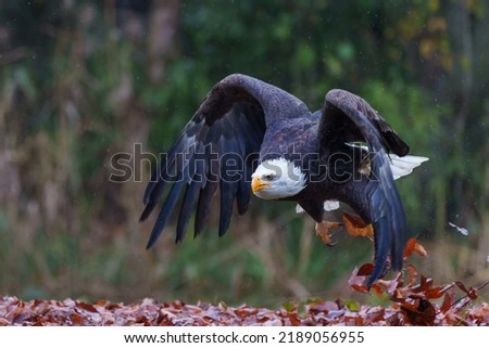  Bald eagle or American eagle (Haliaeetus leucocephalus) flying in the South of the Netherlands on a rainy day in the autumn                              