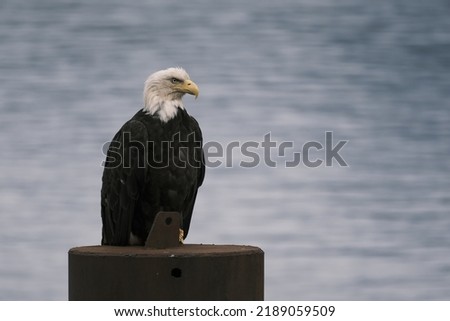 bald eagle standing observant on pole