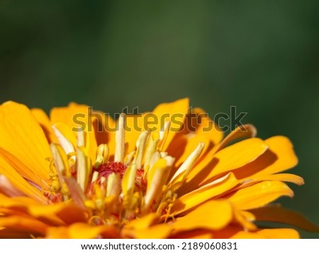 Orange summer flower macro photo with selective focus and blurred green background. Floral background in pastel tones with a soft style for spring or summer with a copy  space
