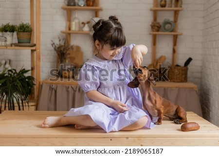 Adorable little girl in a beautiful dress plays with a dachshund dog in the kitchen and feeds her. space for text, banner. High quality photo
