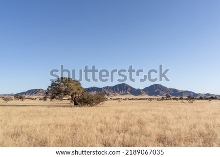 Desert landscape with Camel Thorn tree (Vachellia erioloba) in NamibRand Nature Reserve, Namib, Namibia