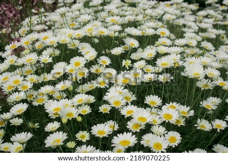 Wild chamomile on a meadow. Photo with shallow depth of field