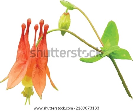 Isolated Red Columbine (Aquilegia canadensis) Woodland Wildflower  Royalty-Free Stock Photo #2189073133