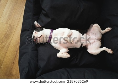 Boston Terrier dog lying on her back in a big soft black pet bed. She is sleeping with her tongue slightly out.  Royalty-Free Stock Photo #2189085269