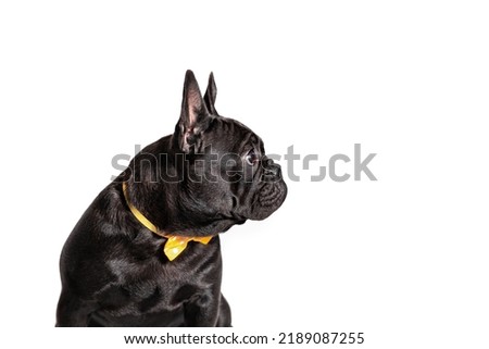 Seated black french bulldog looks away. Portrait of a dog with a bow on a white background. isolated. Royalty-Free Stock Photo #2189087255