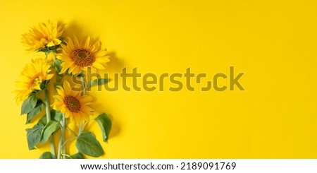 Beautiful sunflowers on yellow background. Sunflower background. Flat lay, top view, copy space