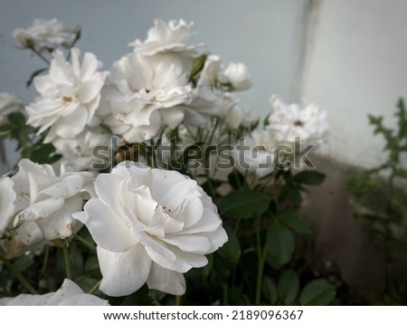White roses close-up on a gray background horizontal photo cover