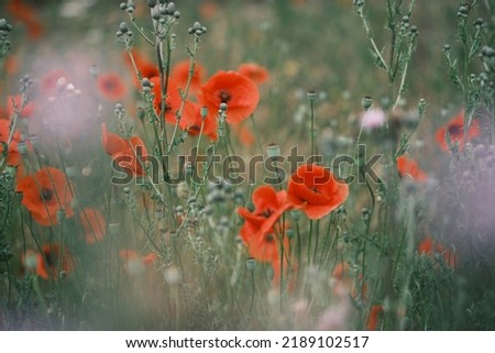 Blooming red poppies in the field, closeup. Can be used as abstract blurred natural background.