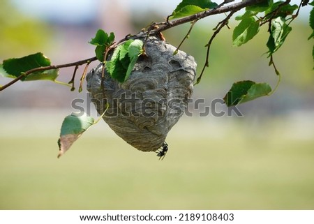 The nest of bold-faced hornets.                Royalty-Free Stock Photo #2189108403