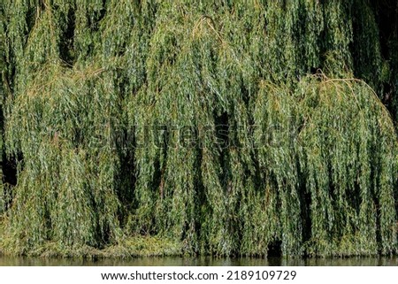 Selective focus green leaves of pendulous branchlets in summer, 
Salix babylonica plant in the park, Weeping willow (Treurwilg) is a species of willow native to dry areas, Greenery nature background. Royalty-Free Stock Photo #2189109729