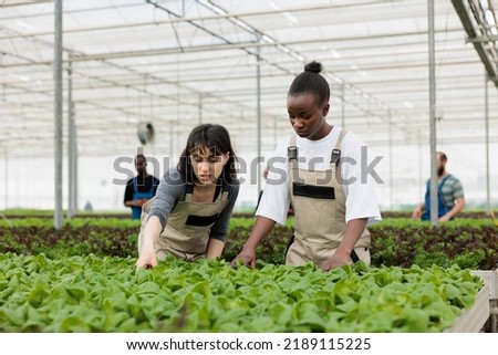 Diverse women working in greenhouse checking plants development and doing pest control before harvesting for delivery. Caucasian woman and african american farmer doing quality control for bio crops Royalty-Free Stock Photo #2189115225