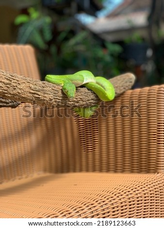green tree python, morelia viridis basking under the morning sun on the chair