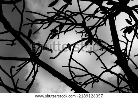 Abstract composition photo of bird and tree branches silhouette against light