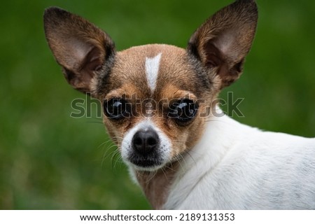 pretty little white and brown chihuahua
