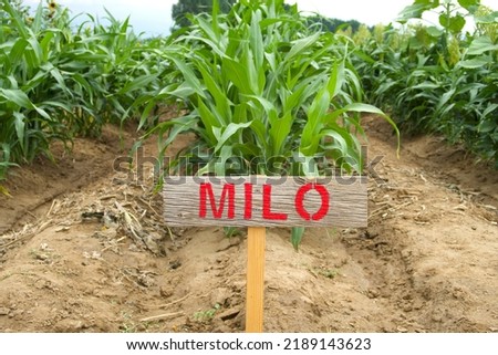 Pick your own bouquet at a commercial flower farm. U-pick flowers. Milo, grain sorghum. Painted sign marks planting row.