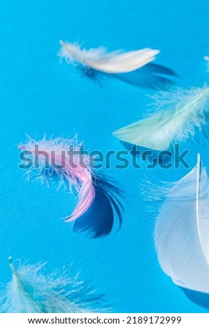 Close-up of colorful fluffy feathers on a blue background. The concept of airiness, softness. A message to the angel. Feather background.  