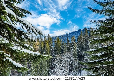 coniferous forest on a cold winter day. winter landscape