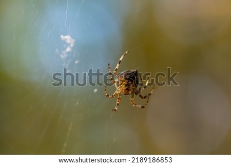 Blurred silhouette of a spider in a web on a blurred natural green background. Selective focus