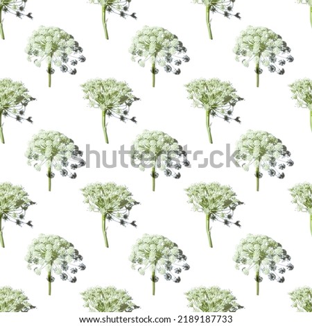 Nature umbrella flower of herb plant Dill or Heracleum isolated on white. Creative seamless pattern natural design, blooms of wild grass. Natural environment background, wallpaper, top view print