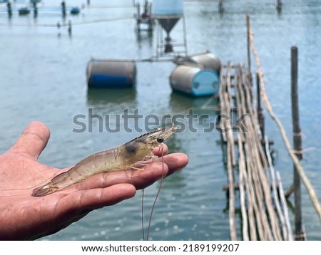 A beautiful farm-raised white vannamei shrimp is put in hand by a bridge that extends into the pond where the Bale feeder sits.