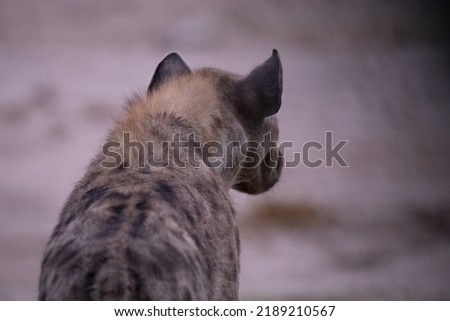 Spotted hyena wondering around the Savuti Park