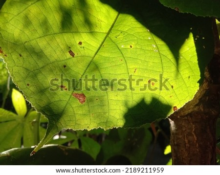 Texture of hibiscus leaves on a tree in the morning.