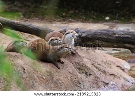 Family group of Asian short-clawed Otters sitting on a large Boulder with a natural background
