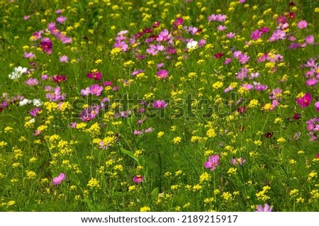 Rural landscape of blooming cosmos and rapeseed flowers