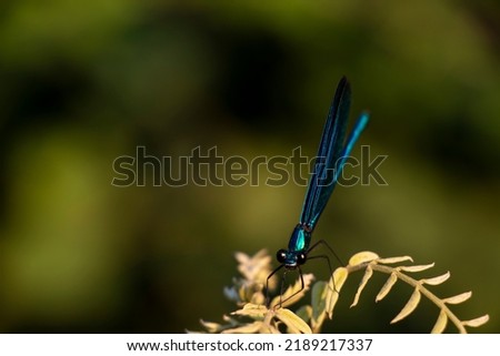 A Beautiful demoiselle damselfly. Calopteryx virgo.