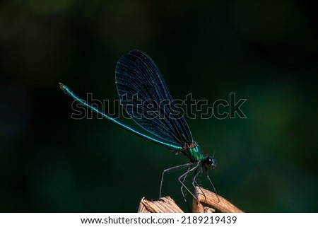 A Beautiful demoiselle damselfly. Calopteryx virgo.