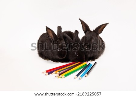 Black rabbits sit with colorful pencils isolated on white background. 2022 - 2023 academic year. Hare is the symbol of eastern calendar. Painter program. Stationery store concept. Copy space. Banner.