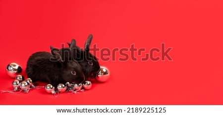 Two black rabbits sit among white Christmas toy balls isolated on red background. Hare is the symbol for 2023 by an eastern calendar. New Year mood. Holiday card or certificate. Flag country colors.