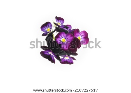 Pansies isolated on white background. Viola pansy flower. Purple spring flowers composition in heap isolated on white background. Design element. Springtime concept.