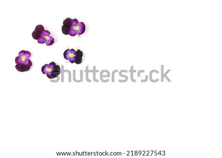 Pansies isolated on white background. Viola pansy flower. Purple spring flowers, top view. Design element. Springtime concept. Top view, assorted.