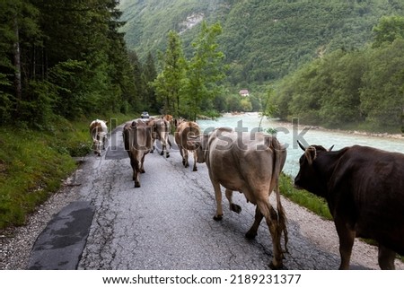 Dairy Farm Cows Going on High Altitude pasture in Summer Time - Julian Alps Slovenia