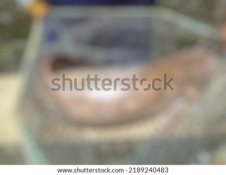 blur abstract background photo of jumbo catfish ready for sale.jumbo catfish ready to be sold to the market
