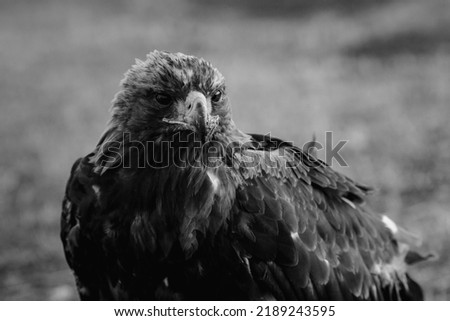 Golden eagle sits in the Mongolian steppe. Black and white photo.