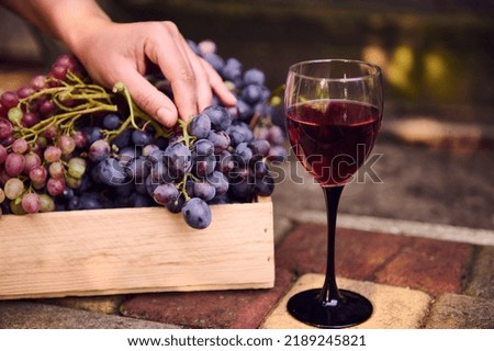 Still life. Glass of red dry homemade wine against the background of the winegrower's hand on the harvest of organic grapes in a wooden box. Viniculture, viticulture. Agricultural hobby and business Royalty-Free Stock Photo #2189245821