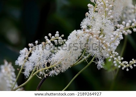 Black snakeroot (Actaea racemosa) known as the black cohosh, black bugbane or fairy candle. Plant native to eastern North America. Royalty-Free Stock Photo #2189264927
