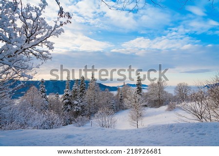 fairy  beautiful winter  day  Christmas  landscape with snow fir and tree holiday background