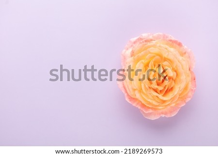 Roses on pastel background. Mother's day, Valentines Day, Birthday celebration concept. Greeting card. Copy space for text, top view.