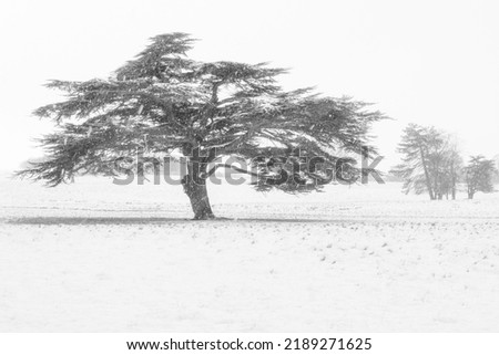 Tree study photographs winter black and white