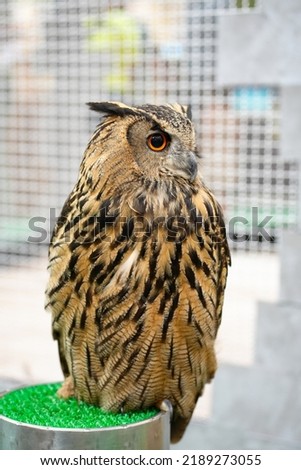 Portrait of an owl,tawny owl.owl in a cage.