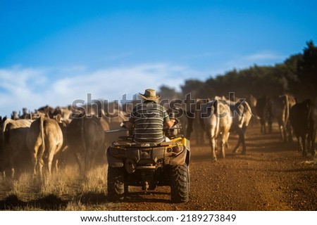 man working in agriculture. Boy riding a motorbike on a farm in outback Australia. Ranch worker herding cattle and cows in a field with a dog on a gravel road. Young farmer mustering livestock. Royalty-Free Stock Photo #2189273849