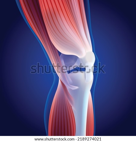 3D illustration of thigh and calf muscles connected to knee bone on dark blue background. It is used in medicine, sports and education. Royalty-Free Stock Photo #2189274021