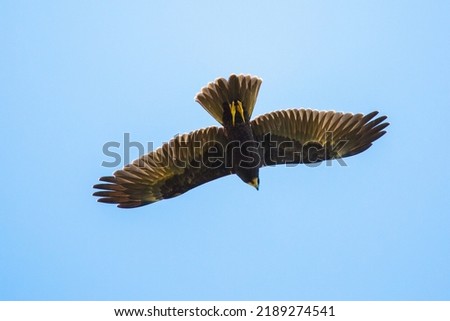 Marsh harrier flying in the blue sky 