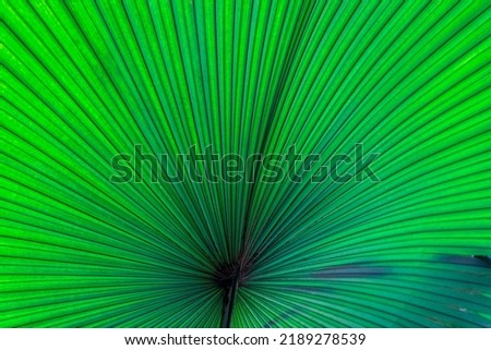 Beautiful palm leaves, green background, closeup. Exotic plant. Top view of green leaf texture pattern background green concept, copy space for your text Royalty-Free Stock Photo #2189278539